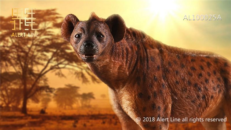 Brown Crocuta Crocuta Spotted Hyena image 10