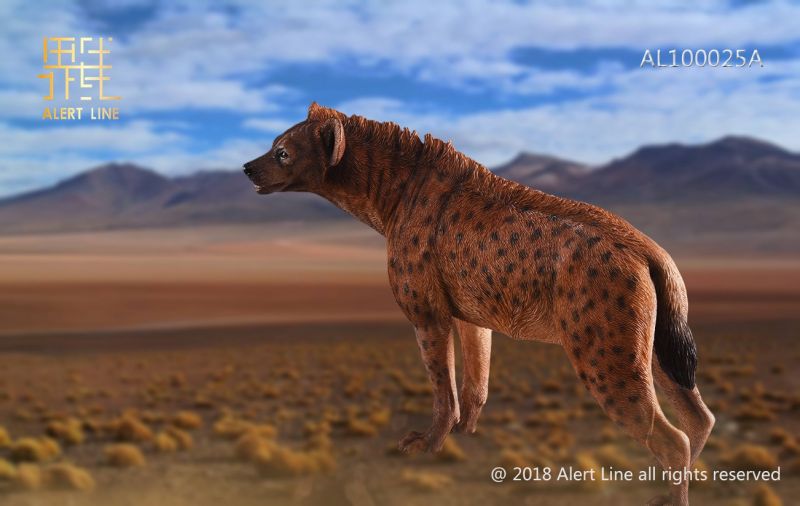 Brown Crocuta Crocuta Spotted Hyena image 4