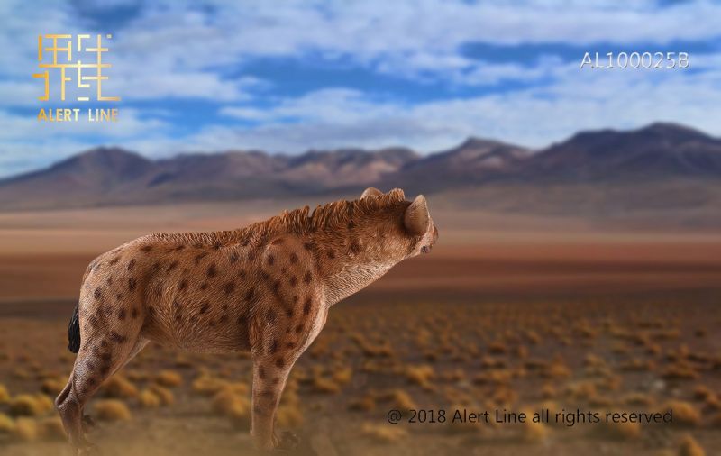 Brown Crocuta Crocuta Spotted Hyena image 5