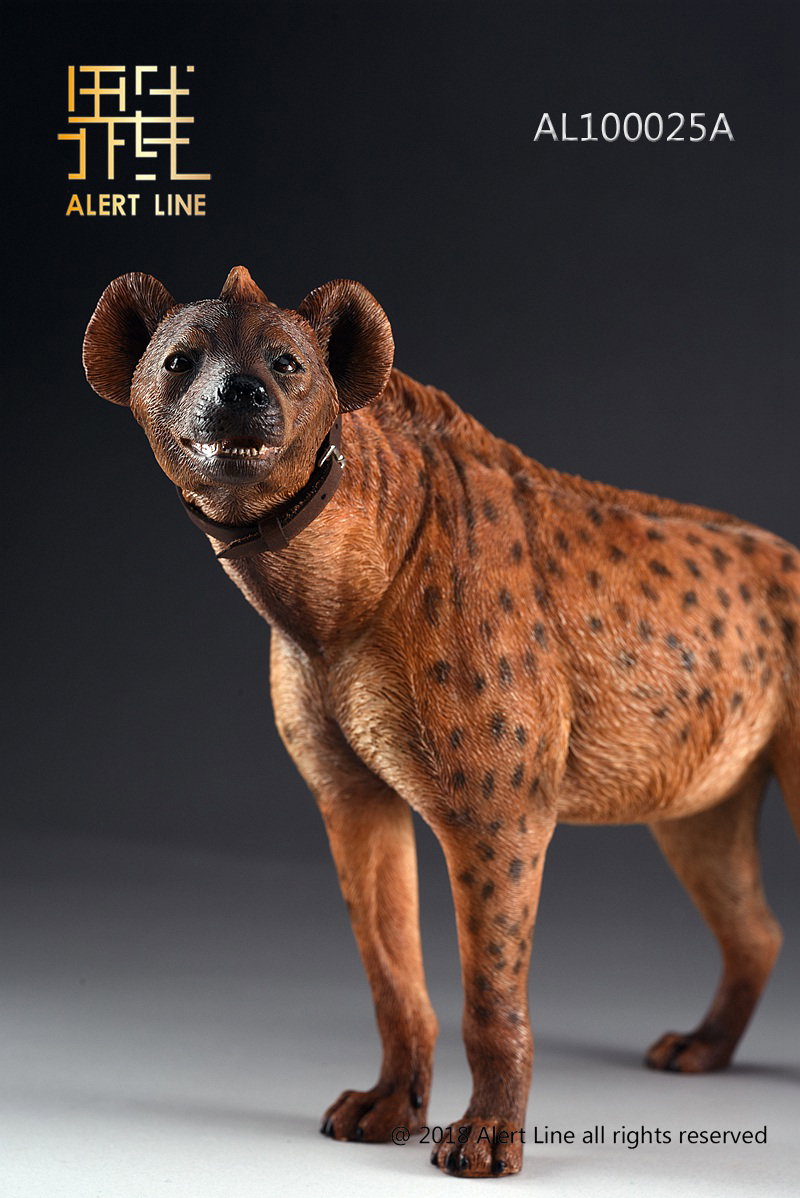 Brown Crocuta Crocuta Spotted Hyena image 6