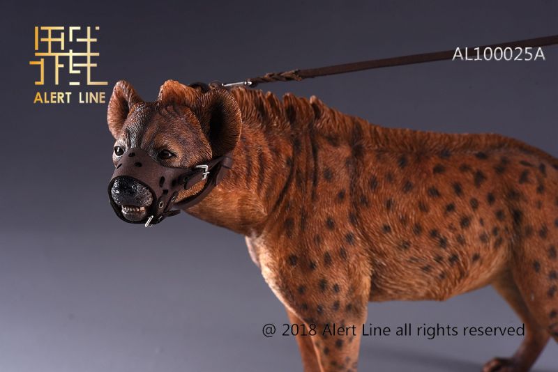 Brown Crocuta Crocuta Spotted Hyena image 8