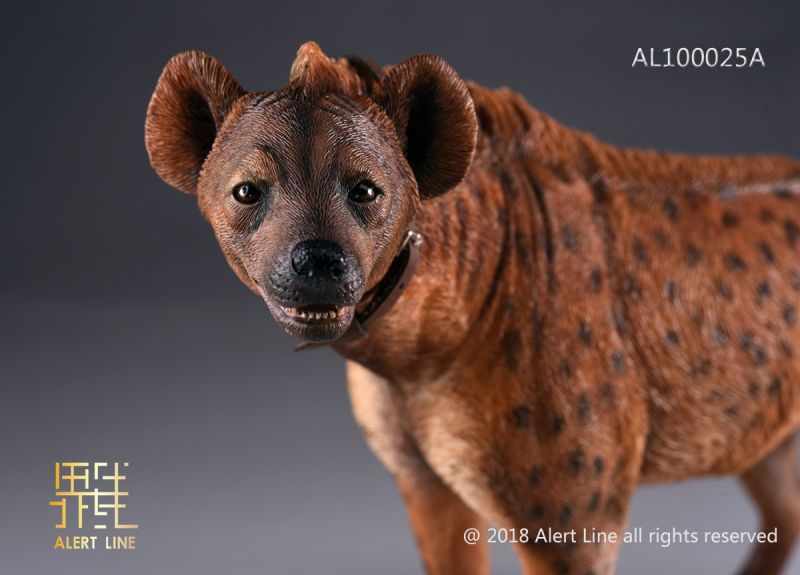 Brown Crocuta Crocuta Spotted Hyena image 9