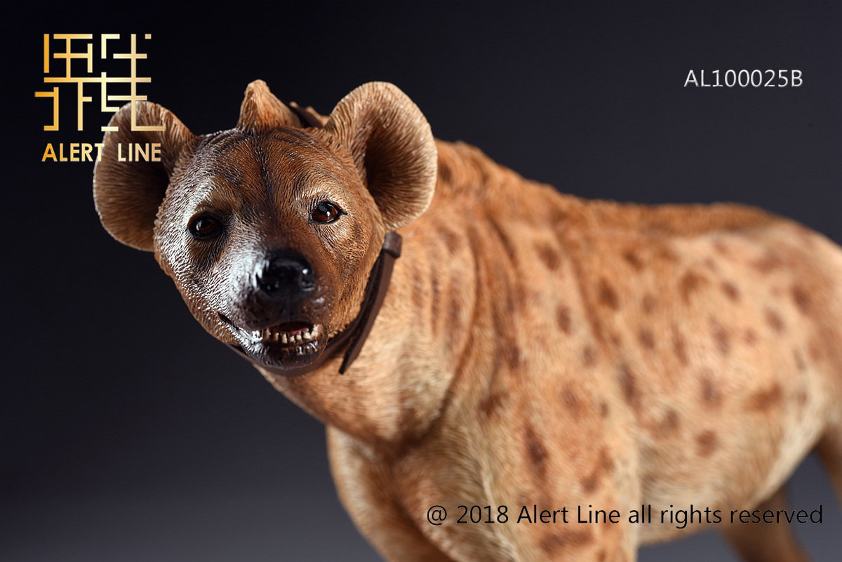 Light Brown Crocuta Crocuta Spotted Hyena image 4