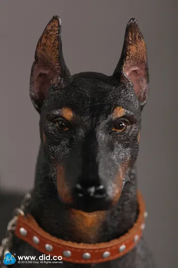 Doberman Pinscher (Version A and B)