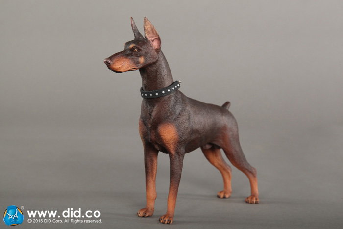 Doberman Pinscher (Version A and B) image 10