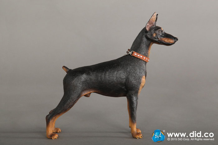 Doberman Pinscher (Version A and B) image 3