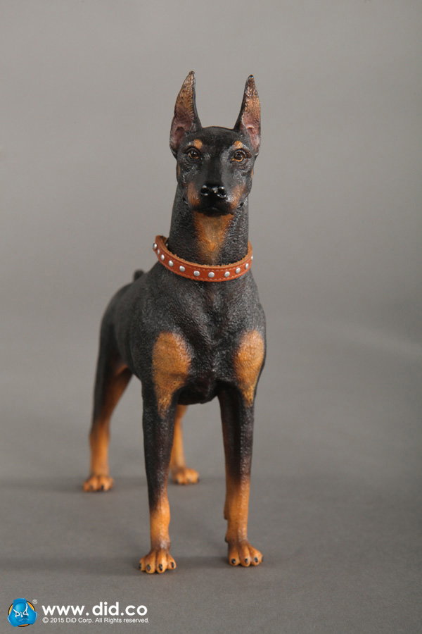 Doberman Pinscher (Version A and B) image 5