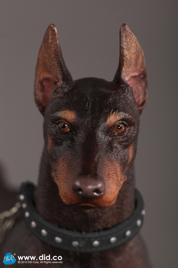 Doberman Pinscher (Version A and B) image 6