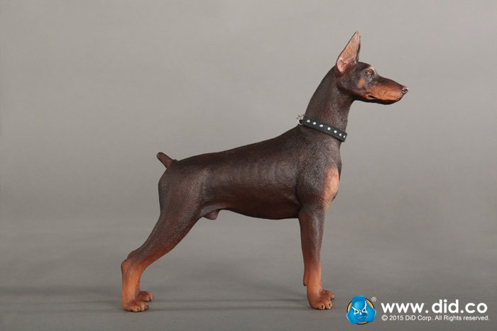 Doberman Pinscher (Version A and B) image 7
