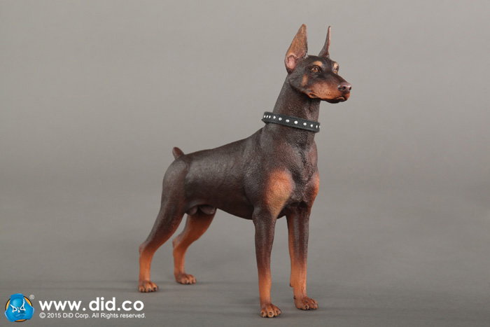 Doberman Pinscher (Version A and B) image 8