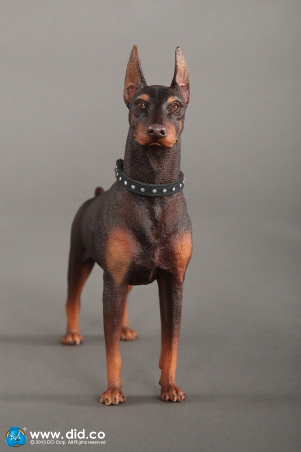 Doberman Pinscher (Version A and B) image 9