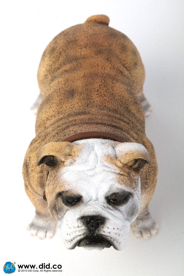 British Bulldog (Version A - D) image 10