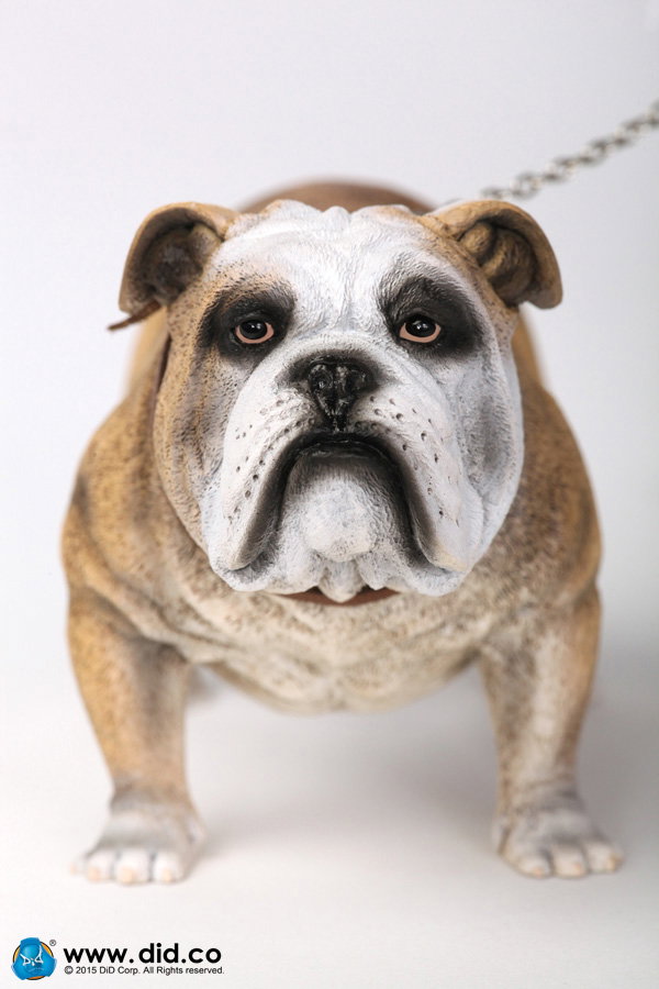British Bulldog (Version A - D) image 2