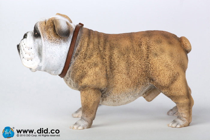 British Bulldog (Version A - D) image 3