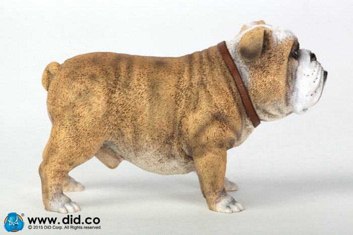 British Bulldog (Version A - D) image 4