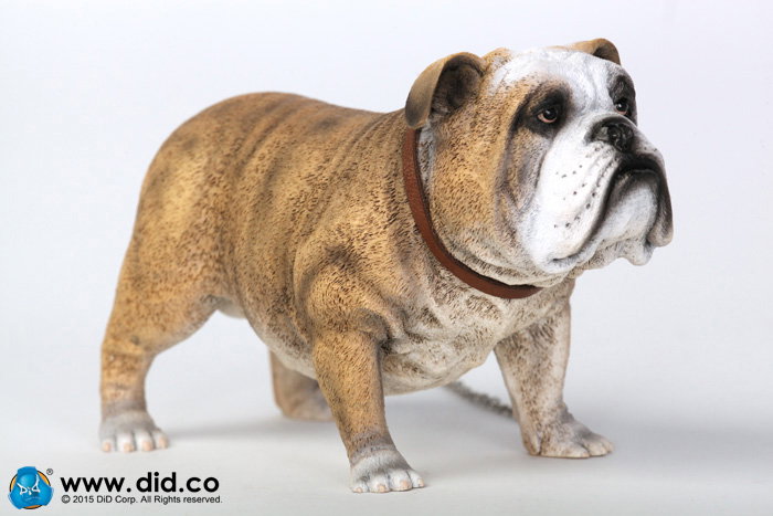 British Bulldog (Version A - D) image 5