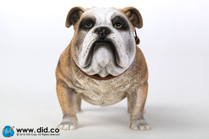 British Bulldog (Version A - D) image 6