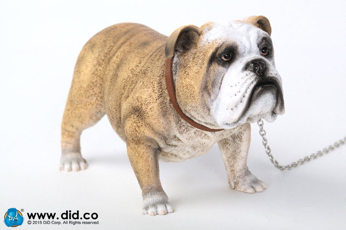 British Bulldog (Version A - D) image 7