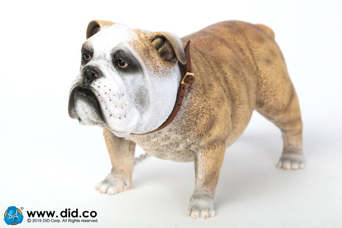 British Bulldog (Version A - D) image 8