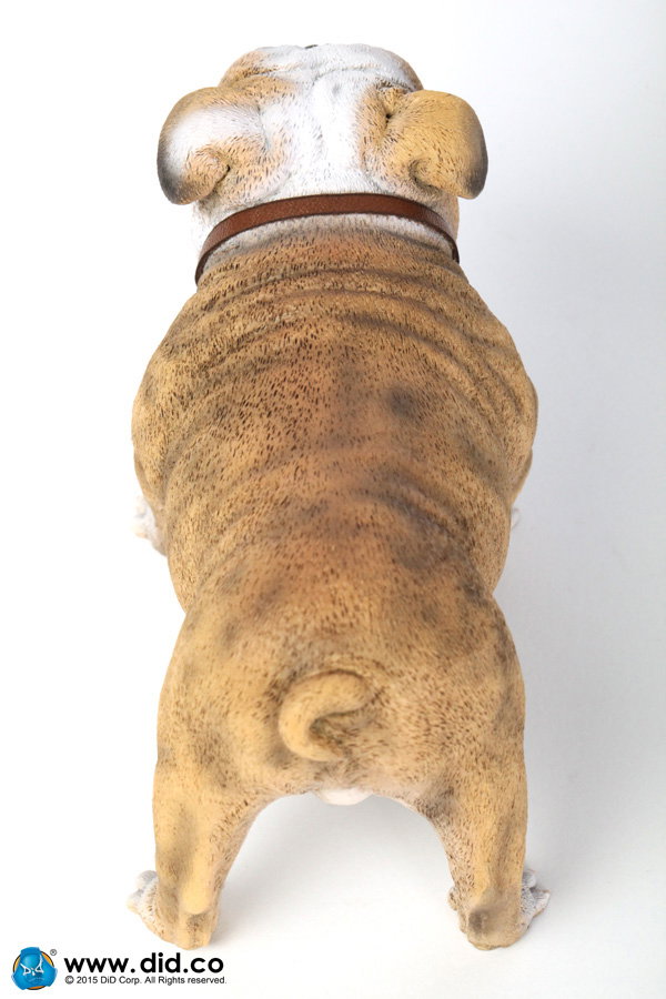 British Bulldog (Version A - D) image 9