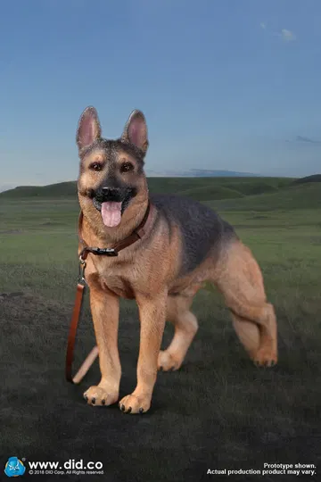 German Shepherd