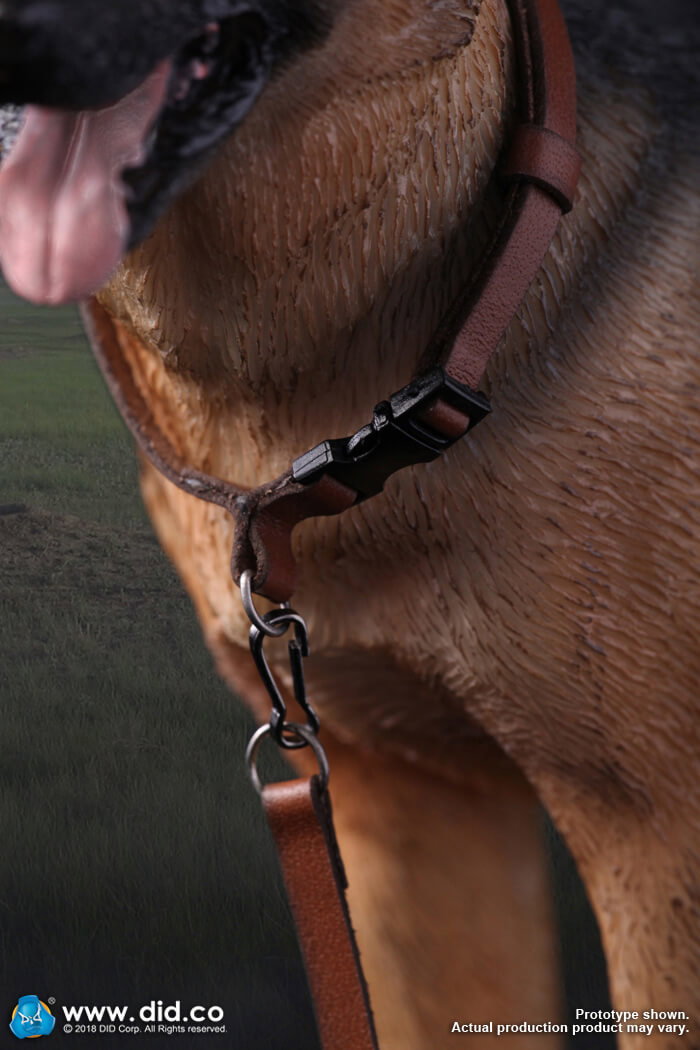 German Shepherd image 10