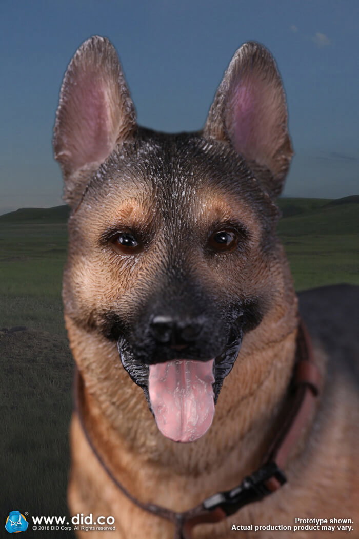 German Shepherd image 2