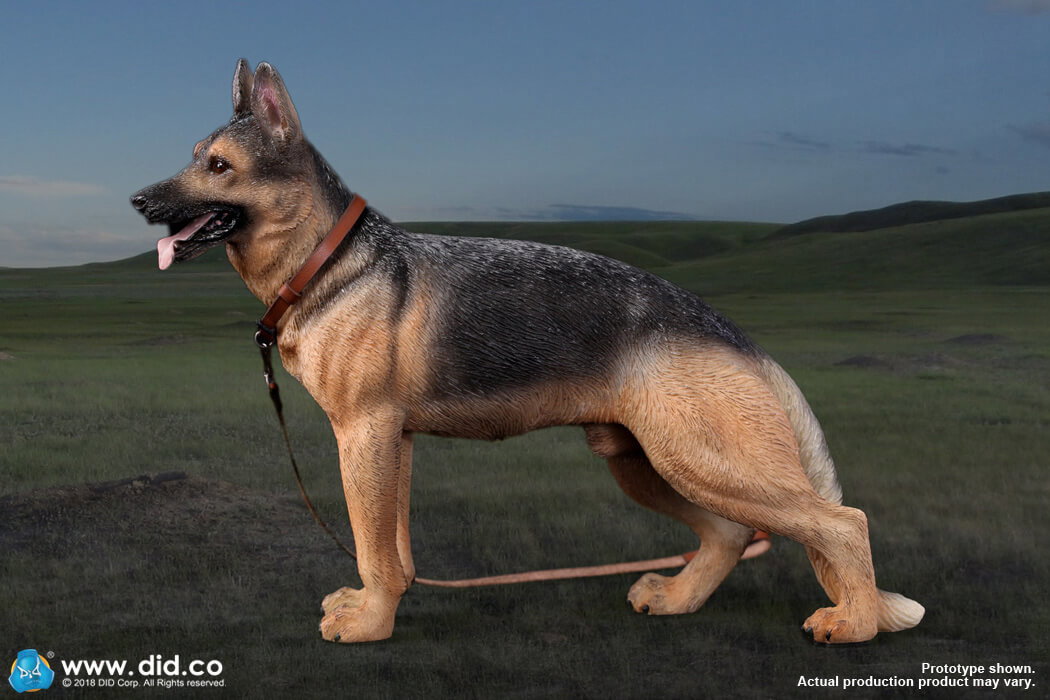 German Shepherd image 3