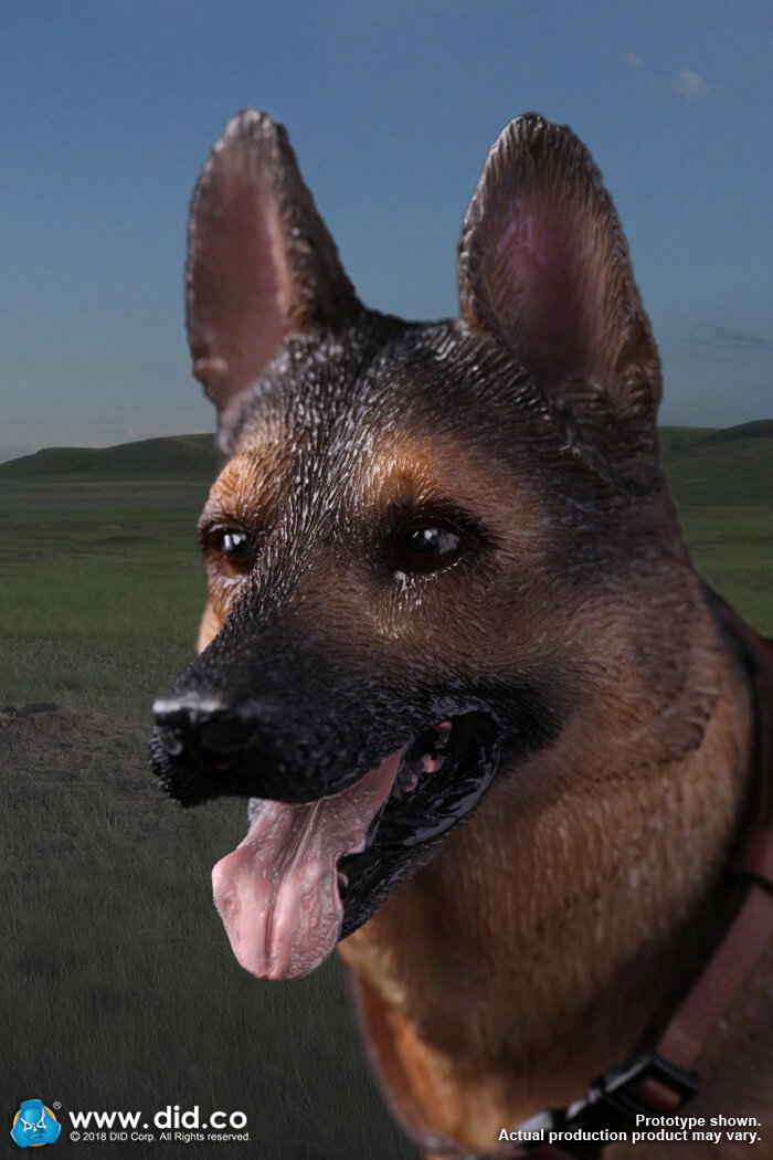 German Shepherd image 4
