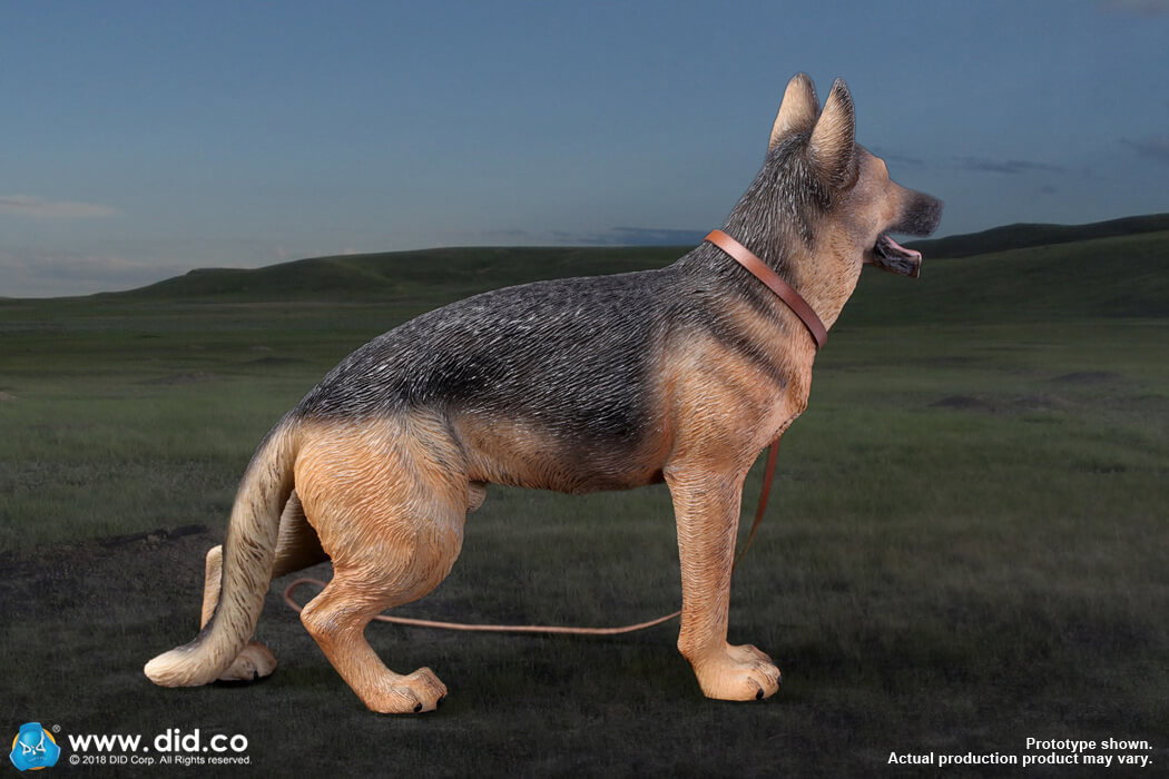German Shepherd image 5