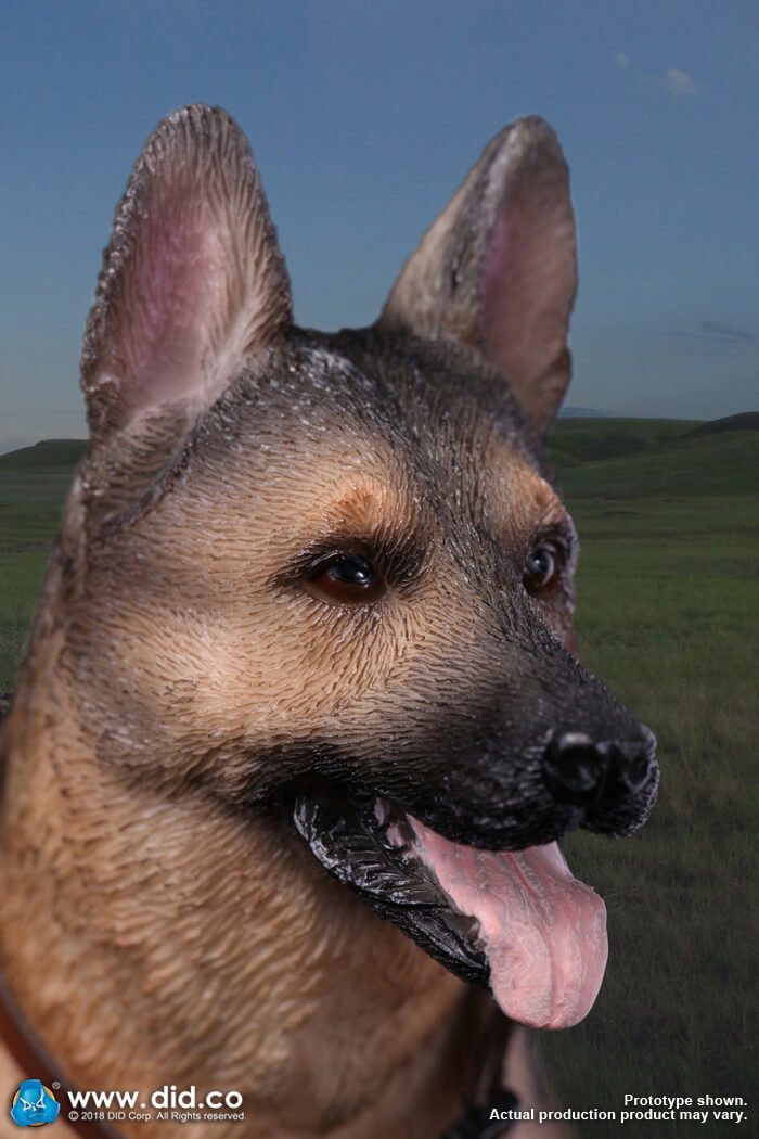 German Shepherd image 6