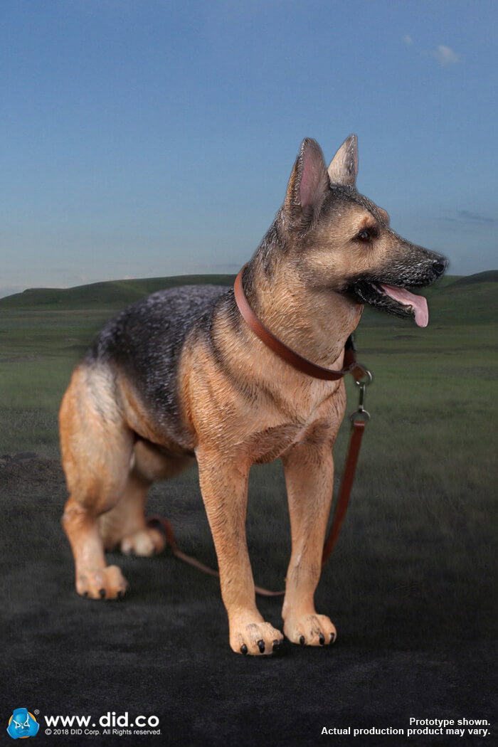 German Shepherd image 7