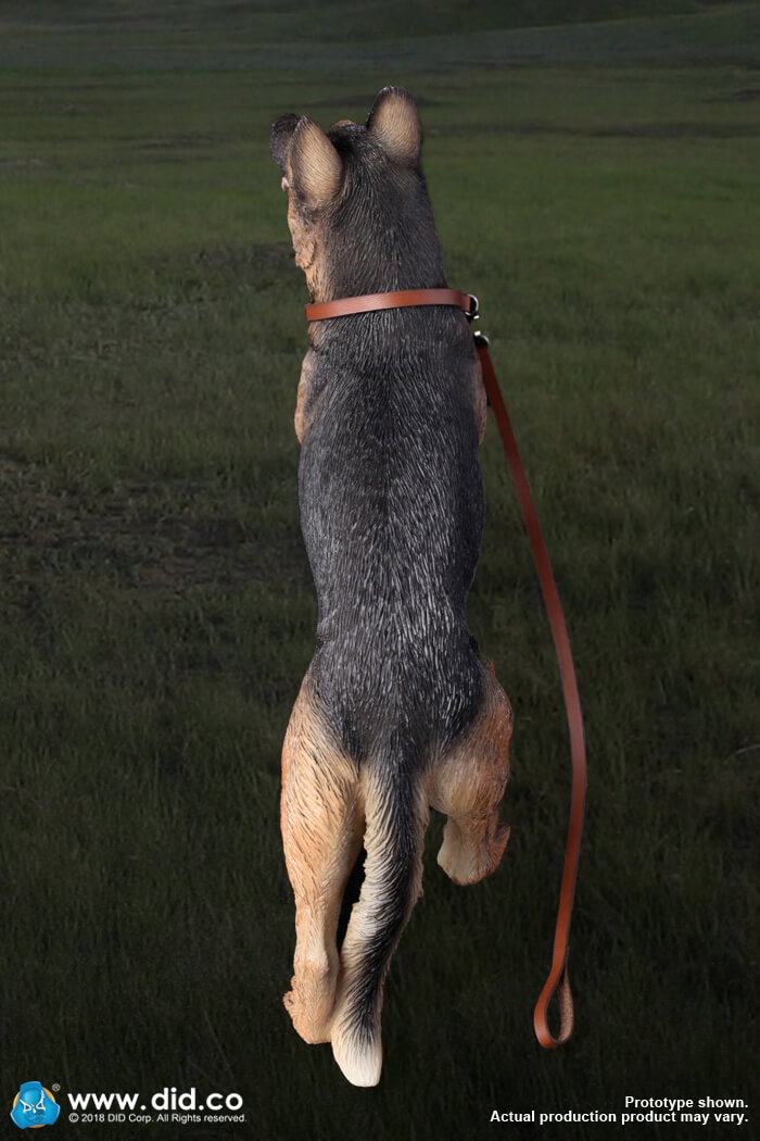German Shepherd image 8