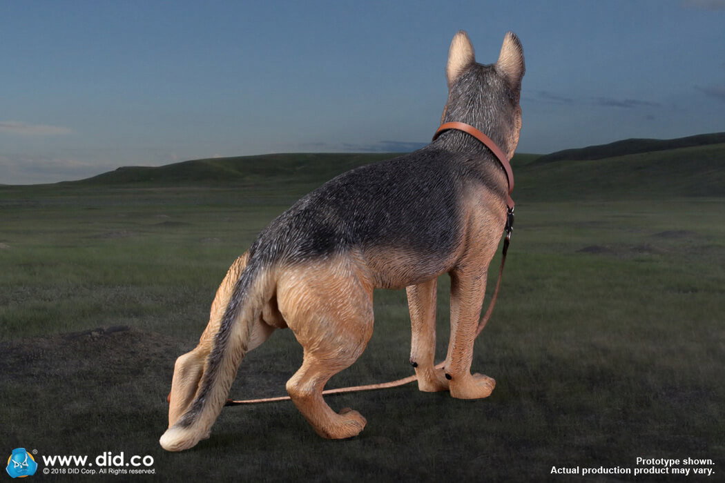 German Shepherd image 9