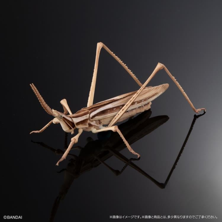 The Diversity of Life on Earth Giant Mantis & Longheaded Grasshopper Exclusive Set image 10