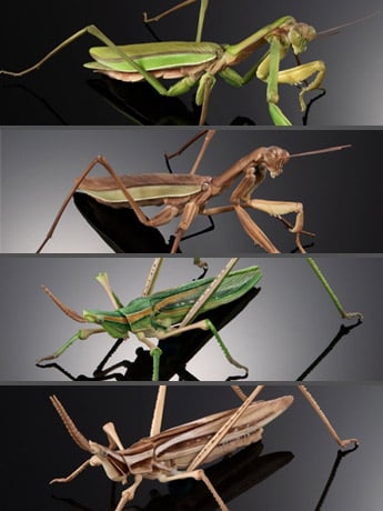 The Diversity of Life on Earth Giant Mantis & Longheaded Grasshopper Exclusive Set image 2