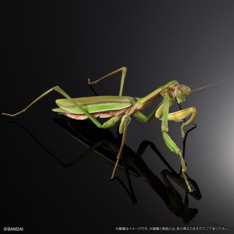 The Diversity of Life on Earth Giant Mantis & Longheaded Grasshopper Exclusive Set image 3