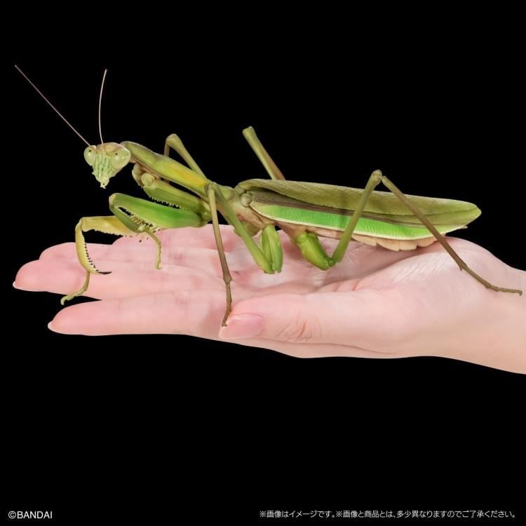 The Diversity of Life on Earth Giant Mantis & Longheaded Grasshopper Exclusive Set image 4