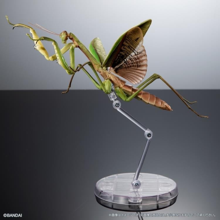 The Diversity of Life on Earth Giant Mantis & Longheaded Grasshopper Exclusive Set image 5