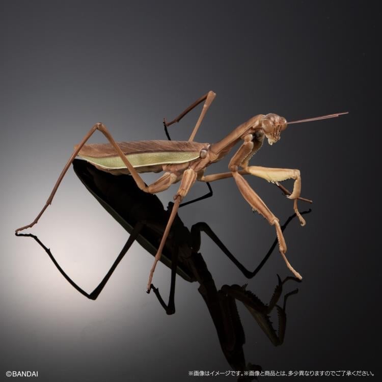 The Diversity of Life on Earth Giant Mantis & Longheaded Grasshopper Exclusive Set image 6