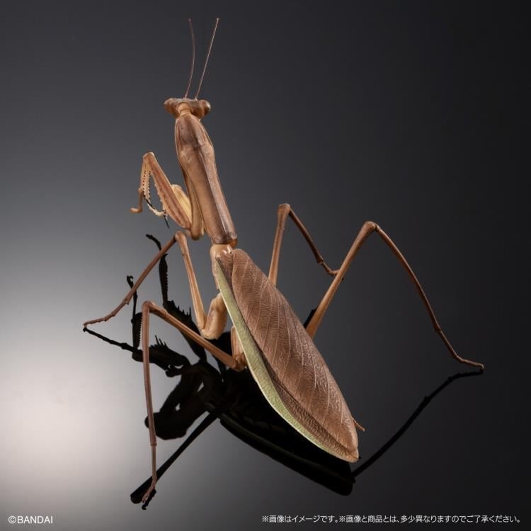 The Diversity of Life on Earth Giant Mantis & Longheaded Grasshopper Exclusive Set image 7