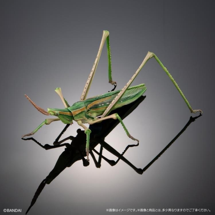 The Diversity of Life on Earth Giant Mantis & Longheaded Grasshopper Exclusive Set image 8