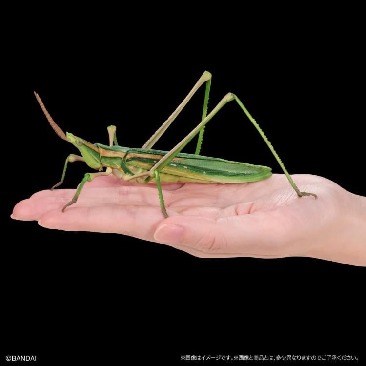 The Diversity of Life on Earth Giant Mantis & Longheaded Grasshopper Exclusive Set image 9