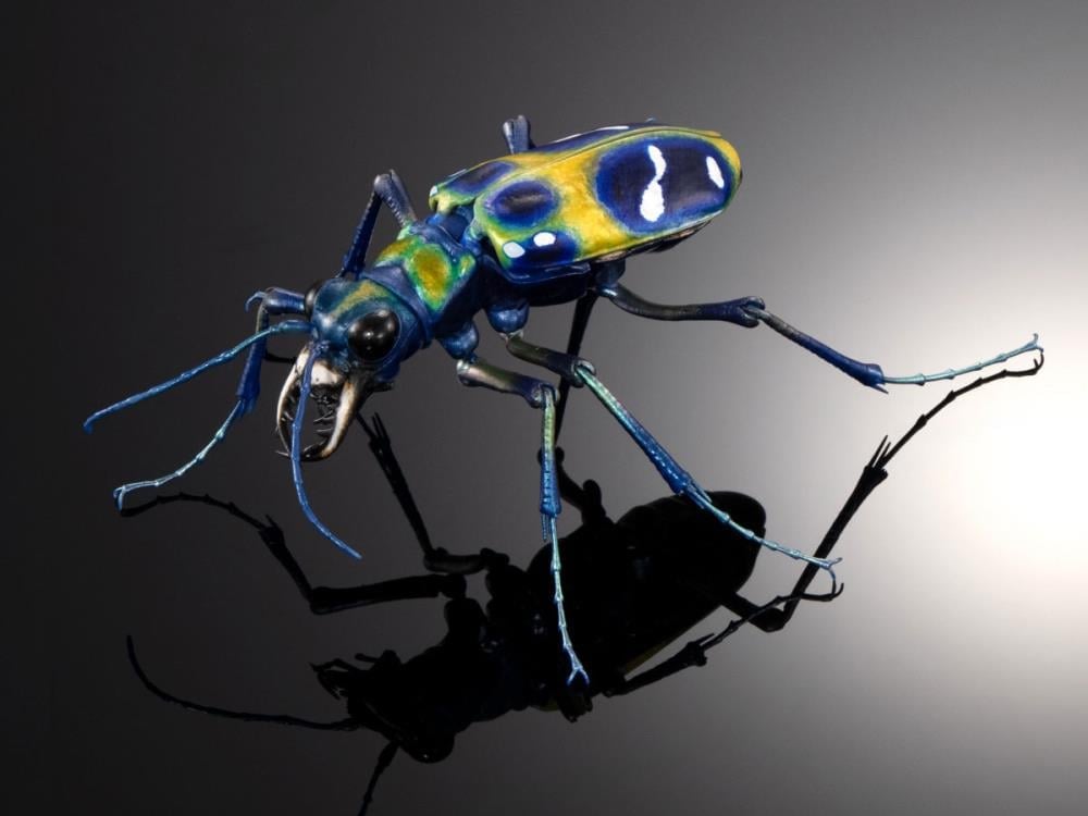 The Diversity of Life on Earth Advance Sabertooth Longhorn Beetle & Tiger Beetle Exclusive Set image 5
