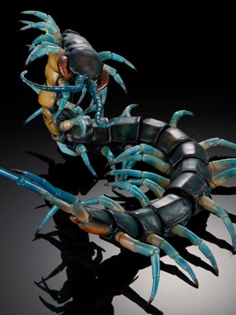 The Diversity of Life on Earth Ultimate Ryujin Giant Centipede image 2