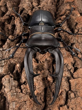 The Diversity of Life on Earth Premium Hexarthrius Mandibularis (Black) image 2