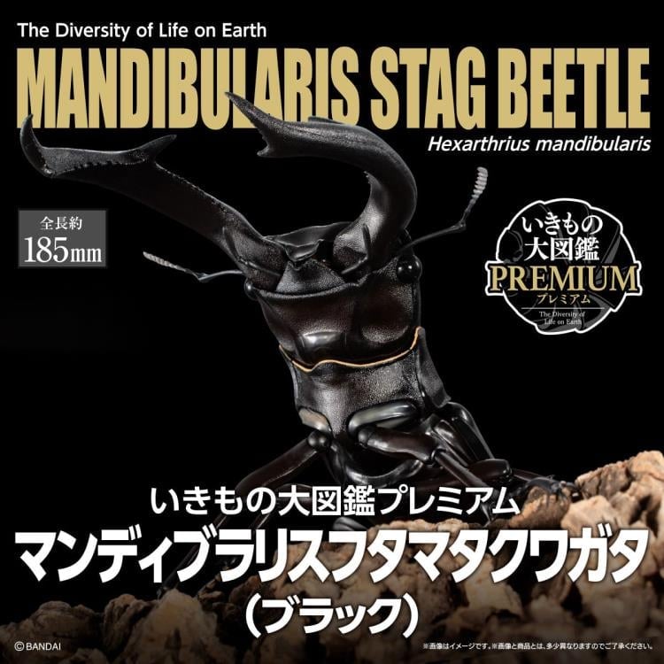 The Diversity of Life on Earth Premium Hexarthrius Mandibularis (Black) image 8