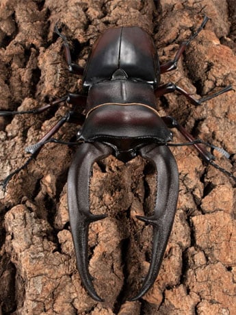 The Diversity of Life on Earth Premium Hexarthrius Mandibularis (Red) image 2