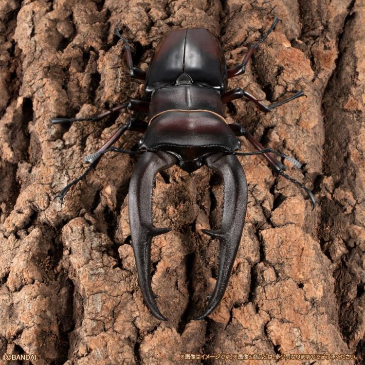 The Diversity of Life on Earth Premium Hexarthrius Mandibularis (Red) image 3