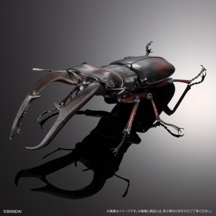 The Diversity of Life on Earth Premium Hexarthrius Mandibularis (Red) image 4
